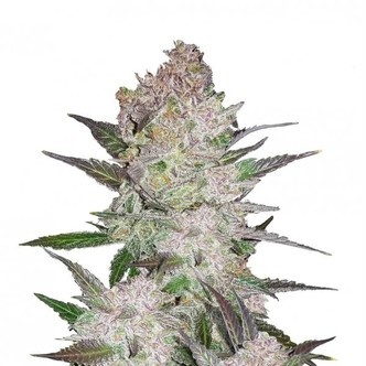 Cream Cookies Auto (FastBuds) Feminized