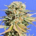 Bruce Banner 3 (Original Sensible) Feminized