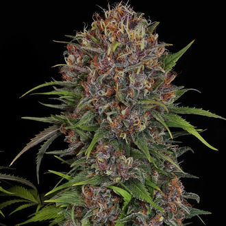 Kalini Asia (Zamnesia Seeds) Feminized