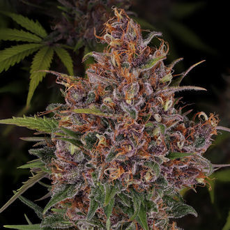 Kalini Asia (Zamnesia Seeds) Feminized