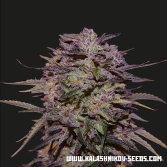 Purple Russian Express (Kalashnikov Seeds) Feminized