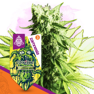 Sticky Beast (Zamnesia Seeds) feminized
