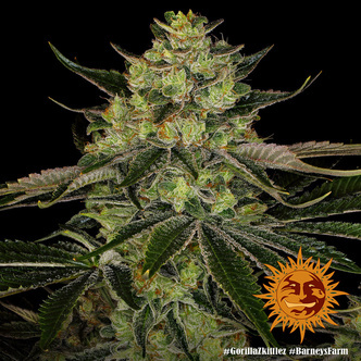 Gorilla Zkittlez (Barney's Farm) Feminized