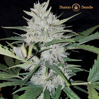 White Cheese Auto (Sumo Seeds) feminized