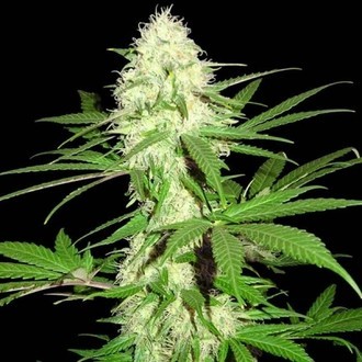 Sumo's Big Bud (Sumo Seeds) feminized