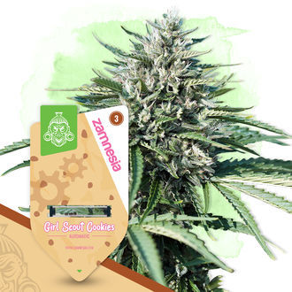 Girl Scout Cookies Autoflower (Zamnesia Seeds) feminized