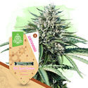 Girl Scout Cookies Autoflower (Zamnesia Seeds) feminized