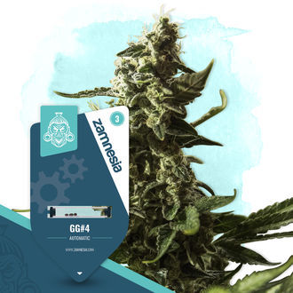 GG#4 Autoflower (Zamnesia Seeds) Feminized