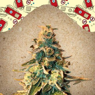 Chem OG (Female Seeds) feminized