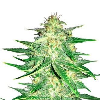 Lemon AK Auto (FastBuds) feminized