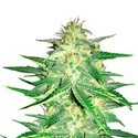Lemon AK Auto (FastBuds) feminized