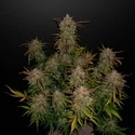 Lemon AK Auto (FastBuds) feminized