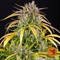 LSD Auto (Barney's Farm) feminized