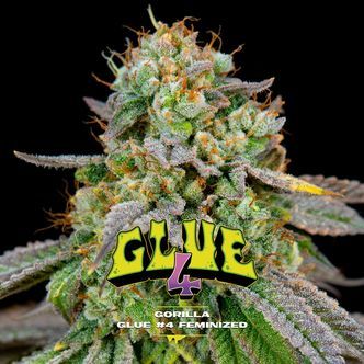 GG#4 (BSF Seeds) Feminized