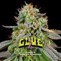 GG#4 (BSF Seeds) Feminized