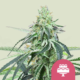 Wedding Gelato (Royal Queen Seeds) feminized