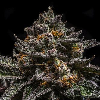 Brain Cake (Ripper Seeds) feminized