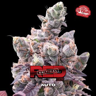 Red Critical Auto (BSF Seeds) feminized