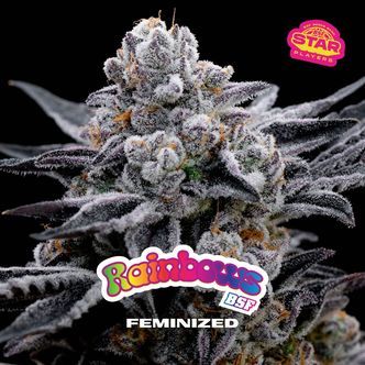 Rainbows (BSF Seeds) feminized