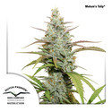 Mokum's Tulip (Dutch Passion) feminized