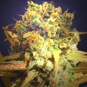 Dr Bruce Banner CBD (Original Sensible) feminized