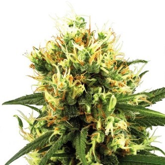 White Haze Autoflower (White Label) feminized