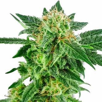 Snow Ryder Autoflower (White Label) feminized