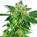 Snow Ryder Autoflower (White Label) feminized