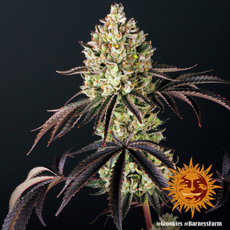 Glookies (Barney's Farm) feminized