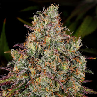 Purple Punch (Zamnesia Seeds) feminized