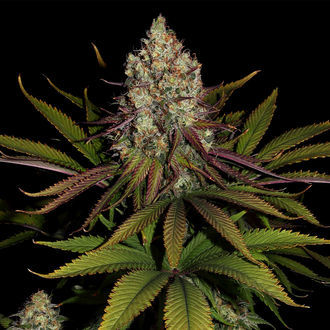 Purple Punch (Zamnesia Seeds) feminized