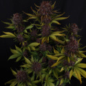 Purple Lemonade Auto (FastBuds) Feminized