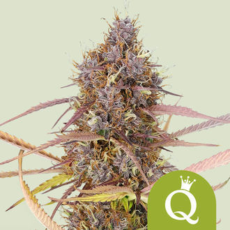 Purple Queen Autoflower (Royal Queen Seeds) feminized
