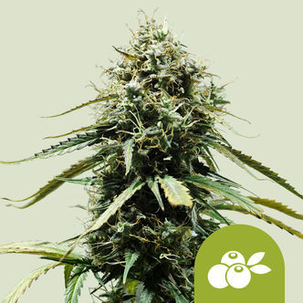 Haze Berry Autoflower (Royal Queen Seeds) feminized