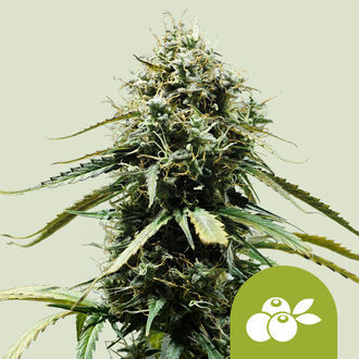 Haze Berry Autoflower (Royal Queen Seeds) feminized