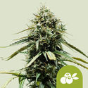 Haze Berry Autoflower (Royal Queen Seeds) feminized