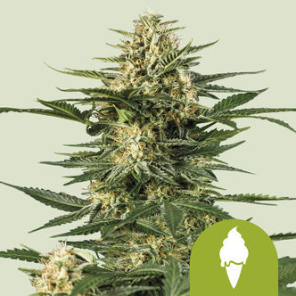 Green Gelato Autoflower (Royal Queen Seeds) feminized