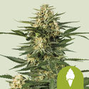 Green Gelato Autoflower (Royal Queen Seeds) feminized