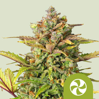 Sweet ZZ Autoflower (Royal Queen Seeds) feminized
