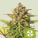 Sweet ZZ Autoflower (Royal Queen Seeds) feminized