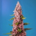 Red Hot Muffin (Sweet Seeds) feminized