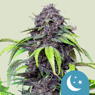Purplematic CBD Autoflower (Royal Queen Seeds) feminized