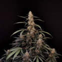 Original Auto Amnesia Haze (FastBuds) feminized