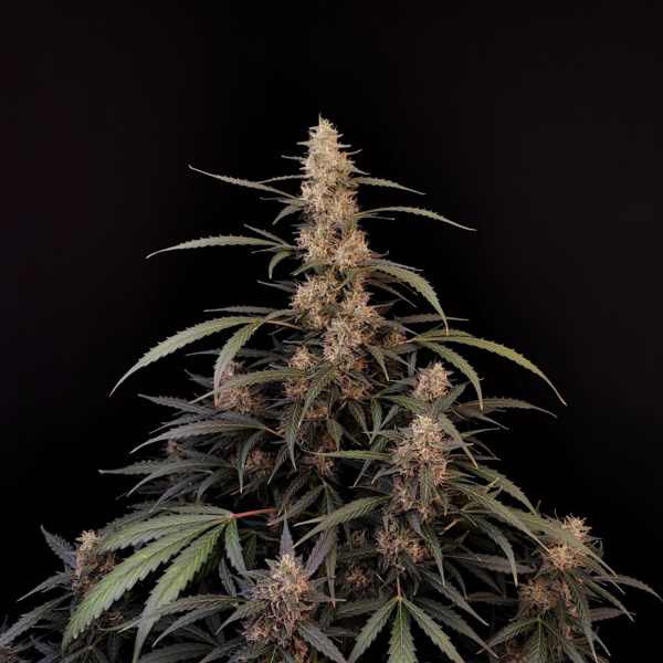 Original Auto Amnesia Haze (FastBuds) feminized