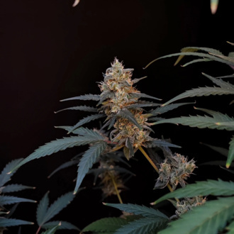 Original Auto BubbleGum (FastBuds) Feminized