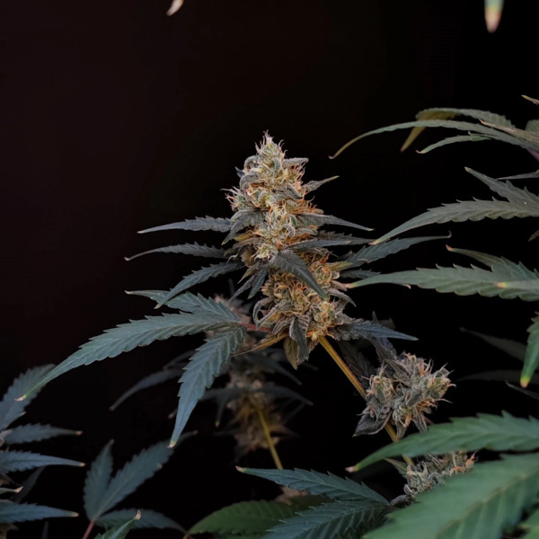 Original Auto BubbleGum (FastBuds) Feminized