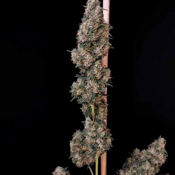 Original Auto Cheese (FastBuds) feminized