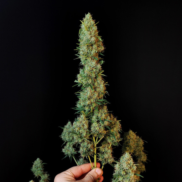 Original Auto Jack Herer (FastBuds) Feminized