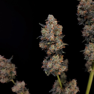 Original Auto Northern Lights (FastBuds) Feminized