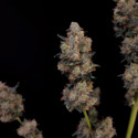 Original Auto Northern Lights (FastBuds) Feminized